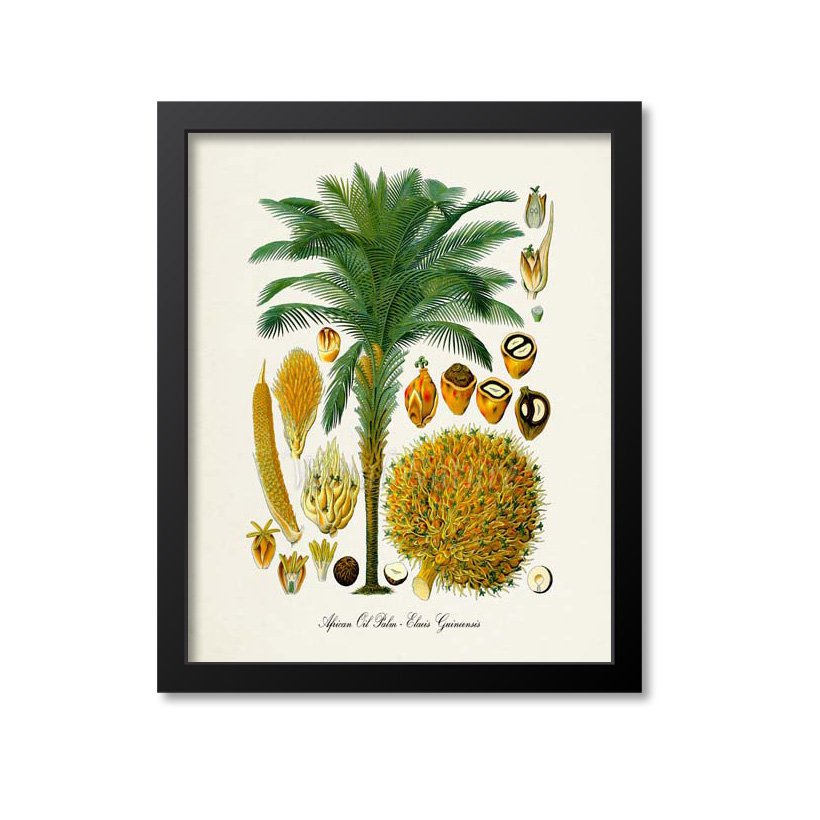 African Oil Palm Tree Botanical Print