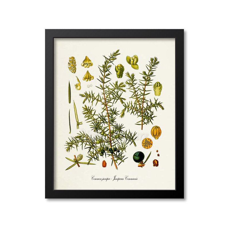 Juniper Botanical Print