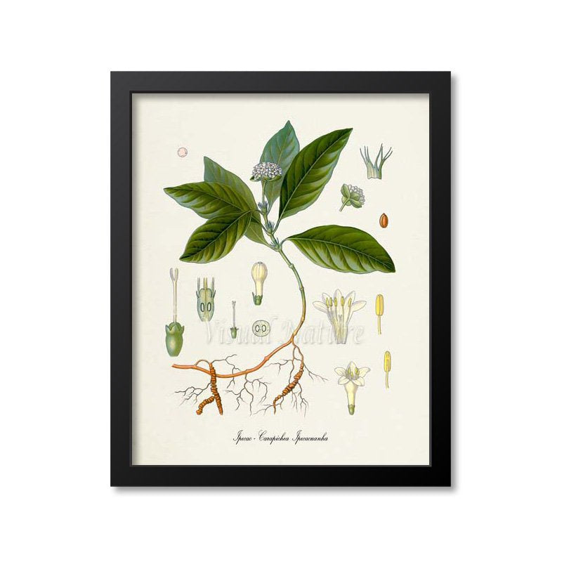 Ipecac Botanical Print