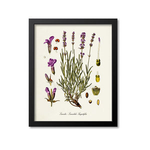 Lavender Botanical Print