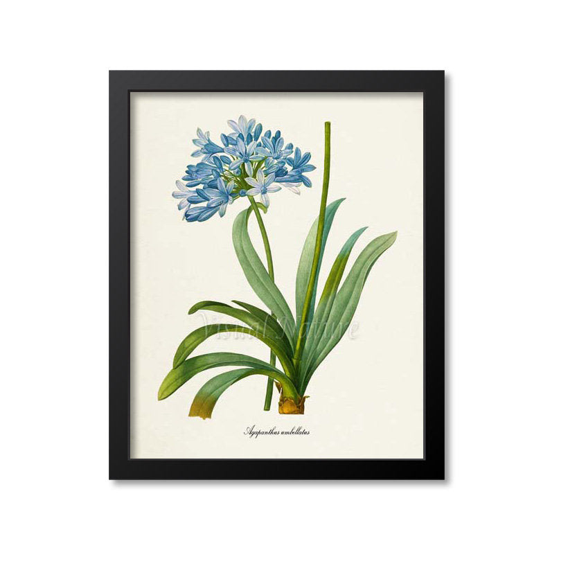 Lily of the Nile Flower Art Print 2
