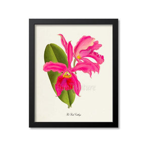 Hot Pink Cattleya Flower Art Print