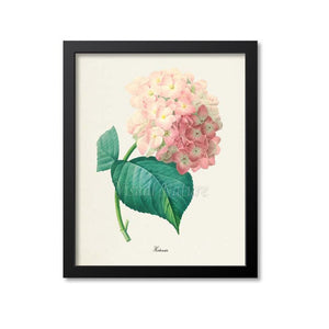 Hortensia hydrangea Flower Art Print