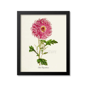 Indian Chrysanthemum Flower Art Print
