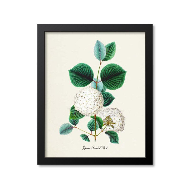 Japanese Snowball Bush Flower Art Print