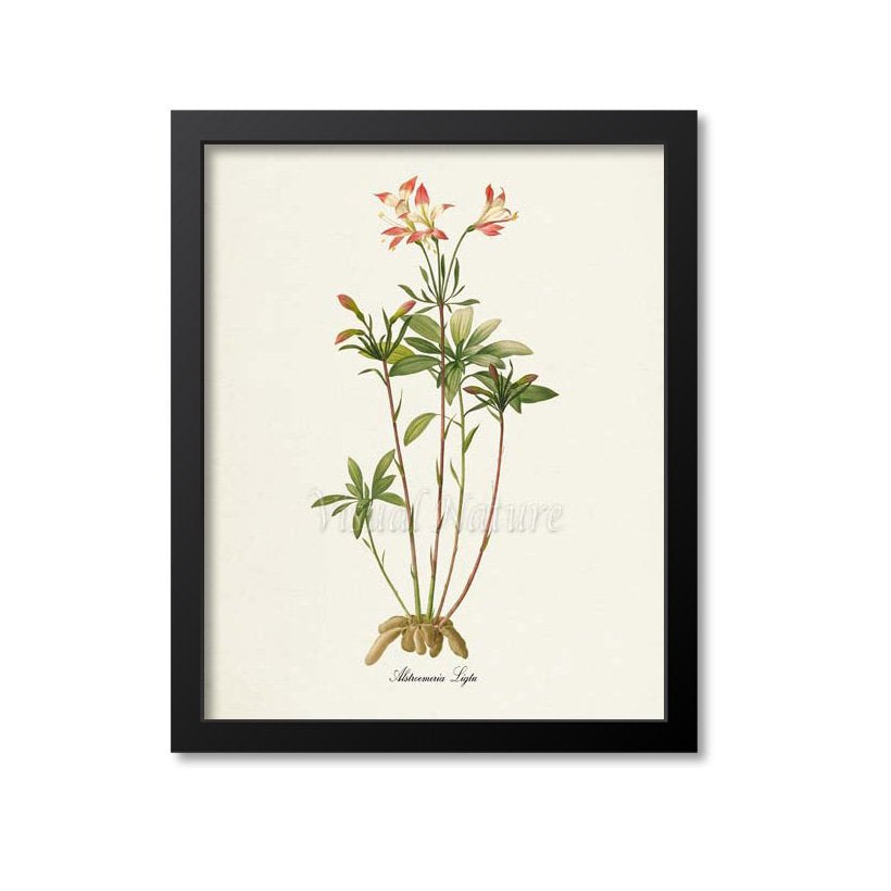 Lily of the Incas Flower Art Print