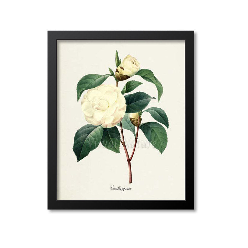Japanese camellia Flower Art Print