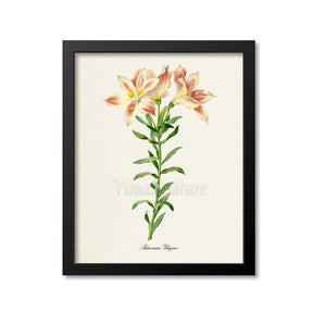Lily of the Incas Flower Art Print 3