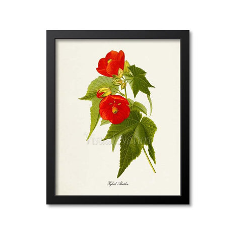 Hybrid Abutilon Flower Art Print