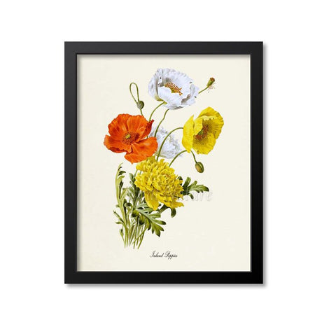 Iceland Poppies Flower Art Print