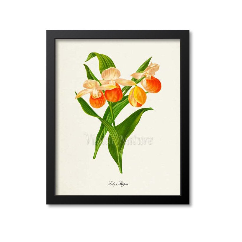 Lady's Slippers Flower Art Print, Orange