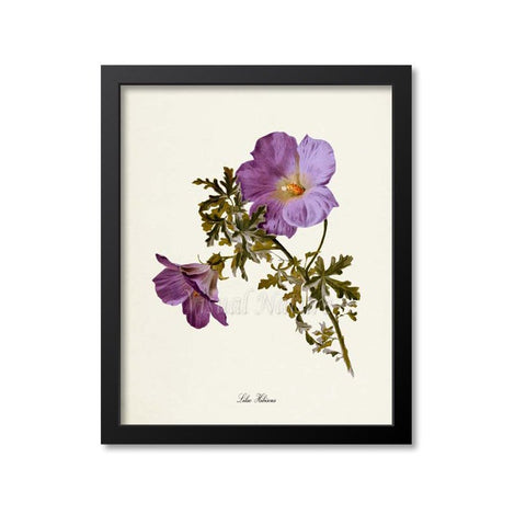 Lilac Hibiscus Flower Art Print