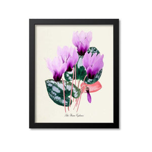 Lilac Persian Cyclamen Flower Art Print