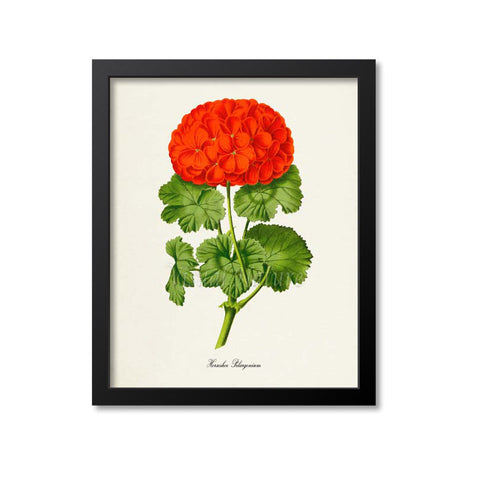 Horseshoe Pelargonium Flower Art Print