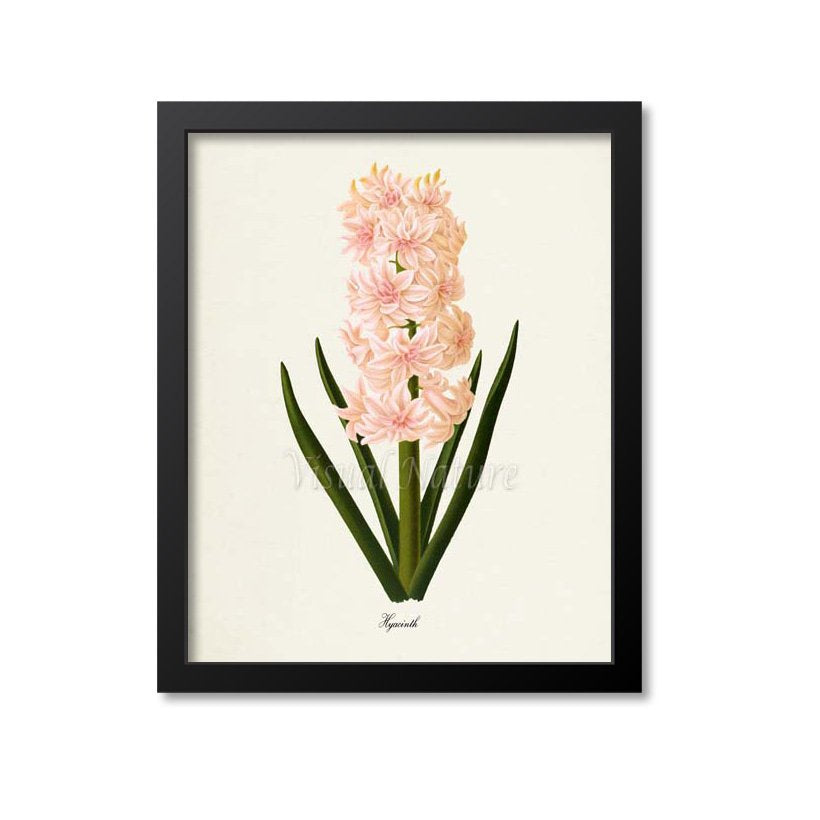 Hyacinth Flower Art Print, Pink
