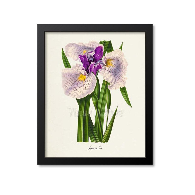 Japanese Iris Flower Art Print, Purple
