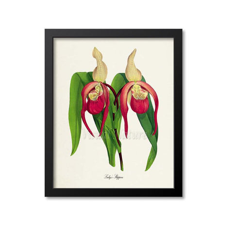 Lady's Slippers Flower Art Print, Red