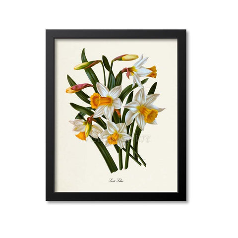 Lent Lilies Flower Art Print