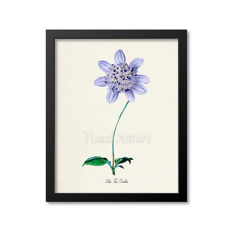 Lilac Tree Dahlia Flower Art Print