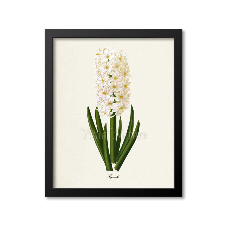 Hyacinth Flower Art Print, White