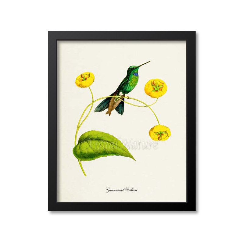 Green-crowned Brilliant Hummingbird Print