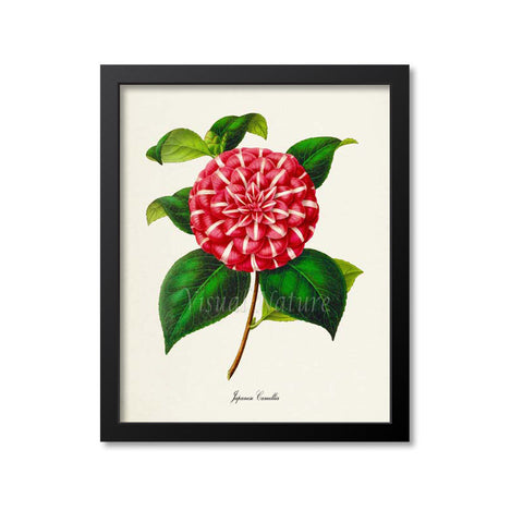 Japanese Camellia Flower Art Print 2