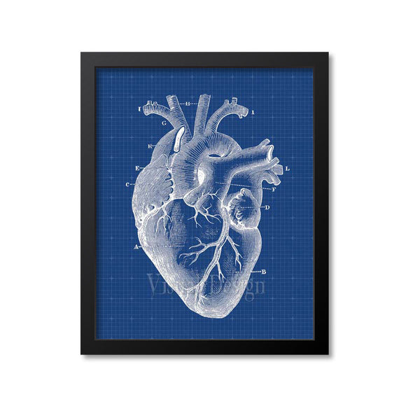 Heart Anatomy Print