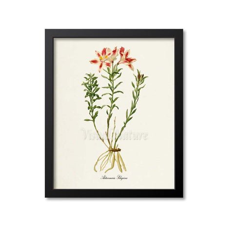Lily of the Incas Flower Art Print 2