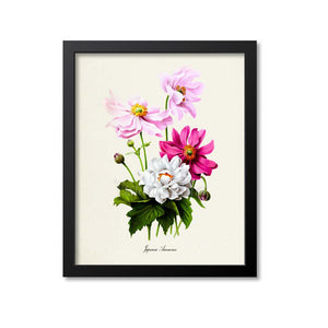 Japanese Anemones Flower Art Print