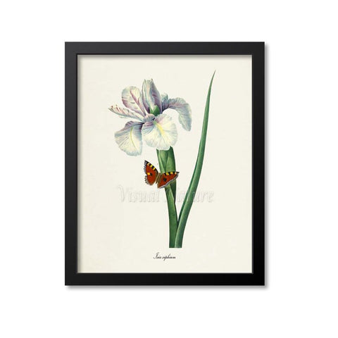 Ixia xiphium Flower Art Print