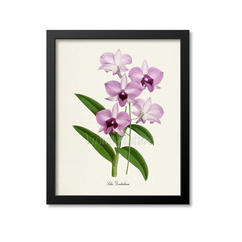 Lilac Dendrobium Flower Art Print