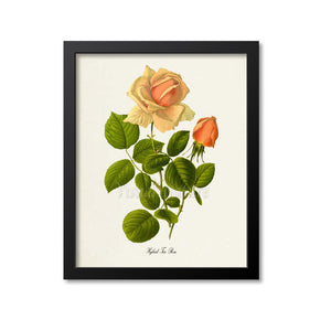 Hybrid Tea Rose Flower Art Print