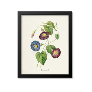 Hummingbird Vine Flower Art Print