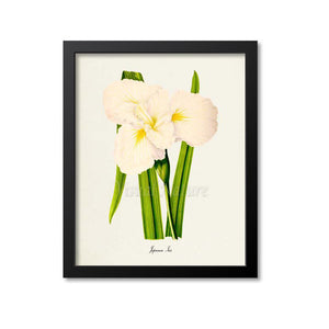 Japanese Iris Flower Art Print, White