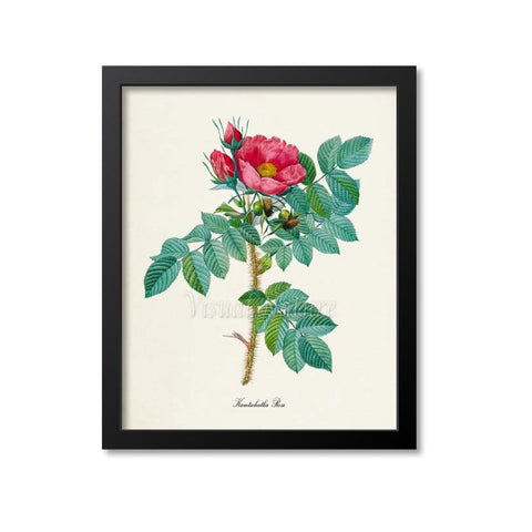 Kamtschatka Rose Flower Art Print