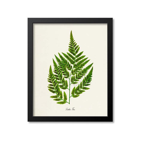 Leather Fern Art Print